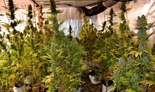 Mega plantacja marihuany w piwnicy! Policja rozbija domową fabrykę narkotyków [Wideo, foto]