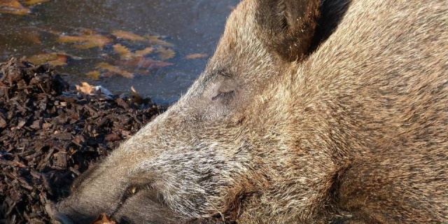 ASF w powiecie piotrkowskim: nowe znalezisko, rozszerzone przeszukania i większy odstrzał sanitarny