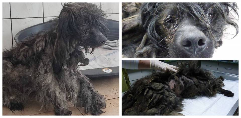 Pies w stanie krytycznym odnaleziony w gminie Kiernozia, "Miał wyłupane oko". Sprawą zajmuje się Prokuratura